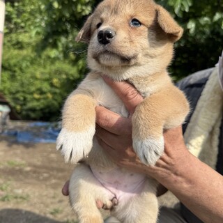 茶色の可愛い男の子です