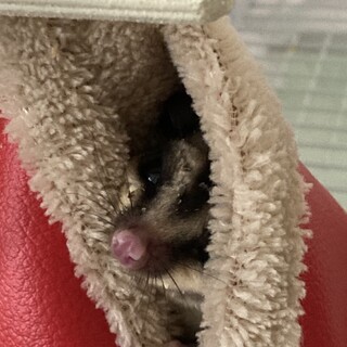 (里親さんが決まりました)フクロモモンガ　男の子