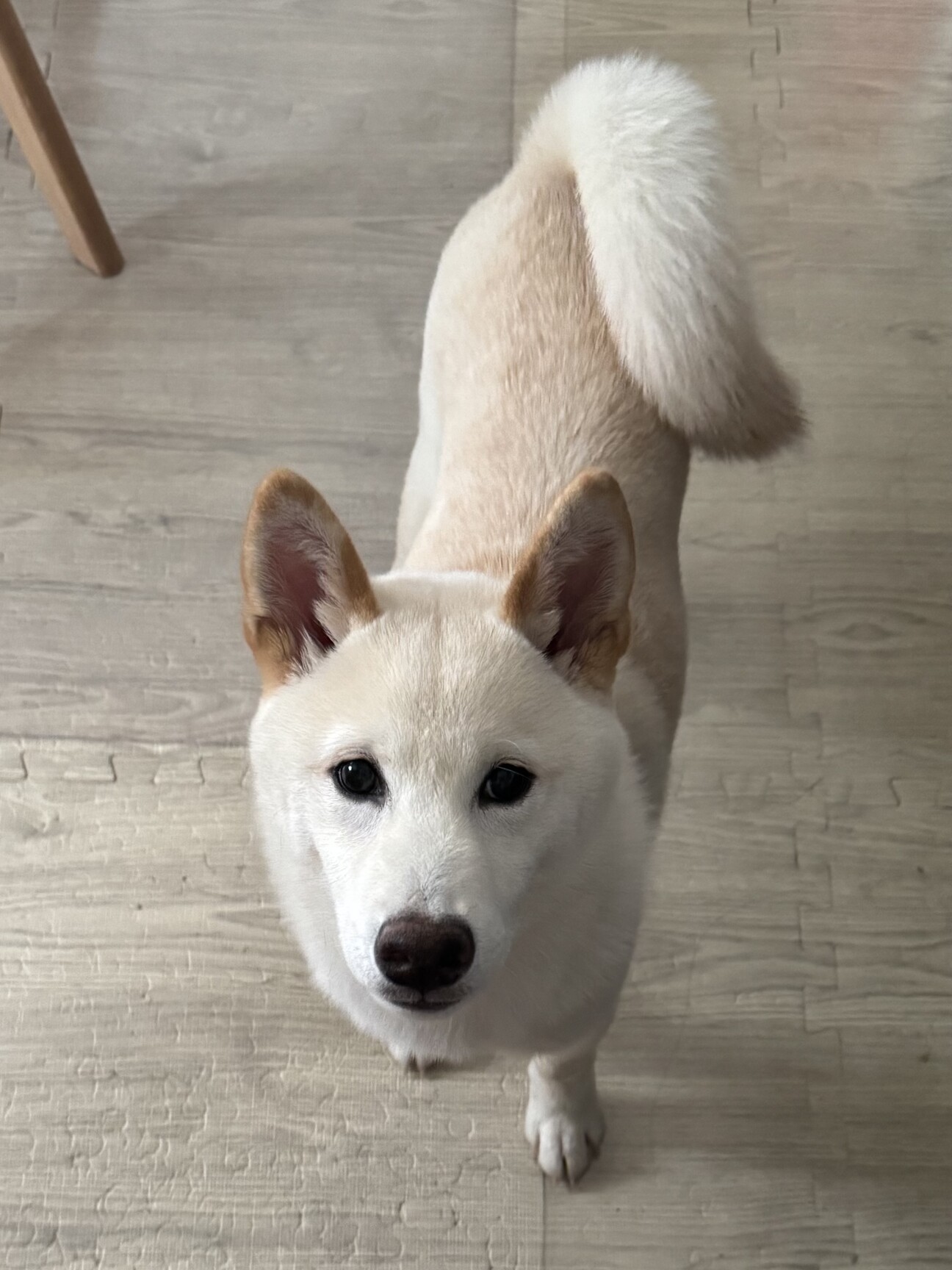 生後6ヶ月の芝犬（白）の」東京都 - 犬の里親募集(515398) 1枚目の