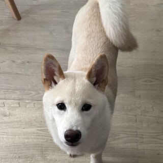 生後6ヶ月の芝犬（白）の男の子。血統書付き。