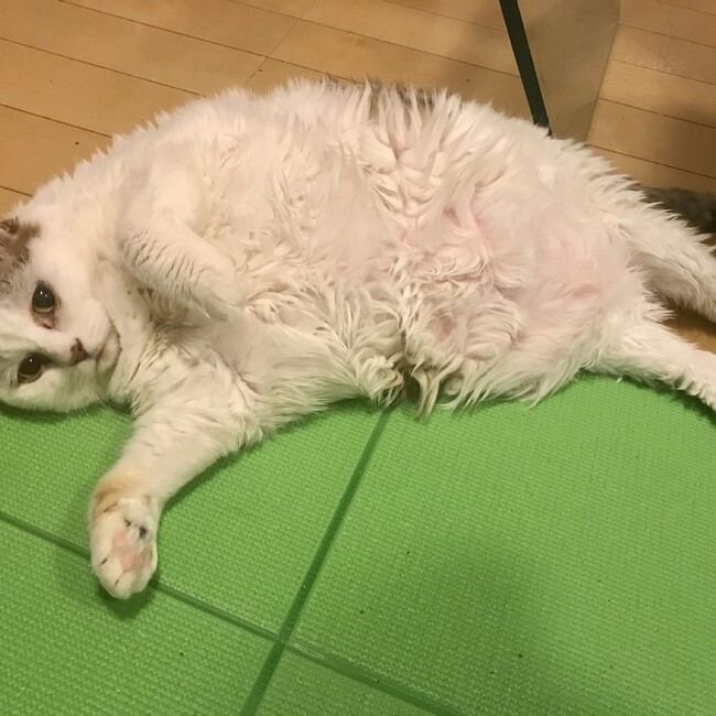 ラーラねこのカバー写真