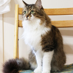 保護ねこ譲渡会 サムネイル2