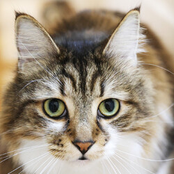 保護ねこ譲渡会 サムネイル3