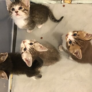 人慣れしている350から400gの4匹の子猫