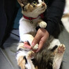 おっとり抱っこ猫！和風三毛『あんこちゃん』８ヶ月 サムネイル3