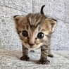 マイペース？天然？キジトラボーイ空男くん サムネイル2