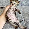 マイペース？天然？キジトラボーイ空男くん サムネイル5