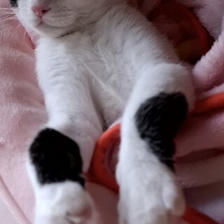 牛柄メス10ヶ月 元気いっぱいです