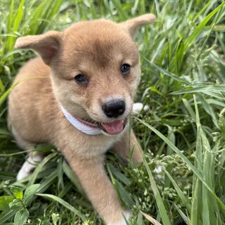 茶色のぷくぷくした女の子です