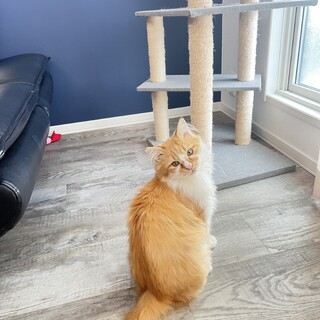 モフモフの甘えん坊❤︎ネルネ君2歳