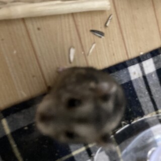 ジャンガリアンハムスター男の子1匹