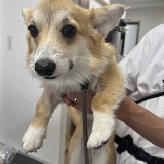 おめめパッチリ　ウェルシュ・コーギー　パンちゃん