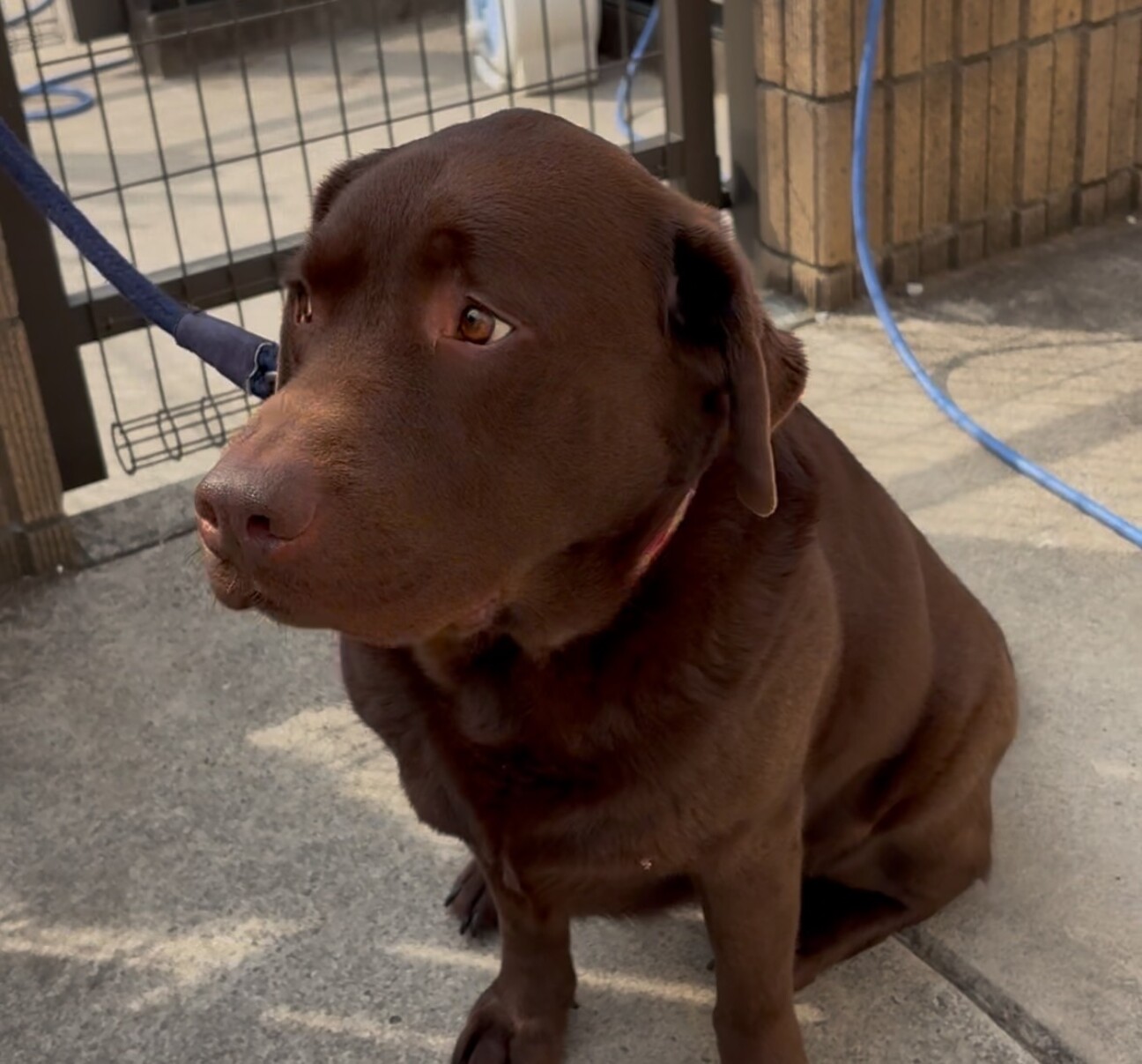 茶色のラブドール君人大好」茨城県 - 犬の里親募集(515434