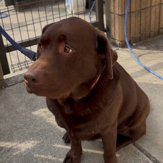 茶色のラブドール君人大好き、わんこ大好き、良い子