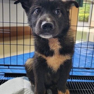 ３匹の黒いお顔の小さな兄妹たちその①ホックくん