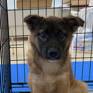 ３匹の黒いお顔の小さな兄妹たちその③ビオラちゃん