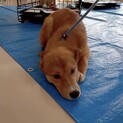 足袋を履いている子犬のペーターくん