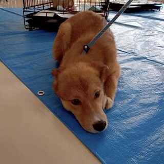 足袋を履いている子犬のペーターくん