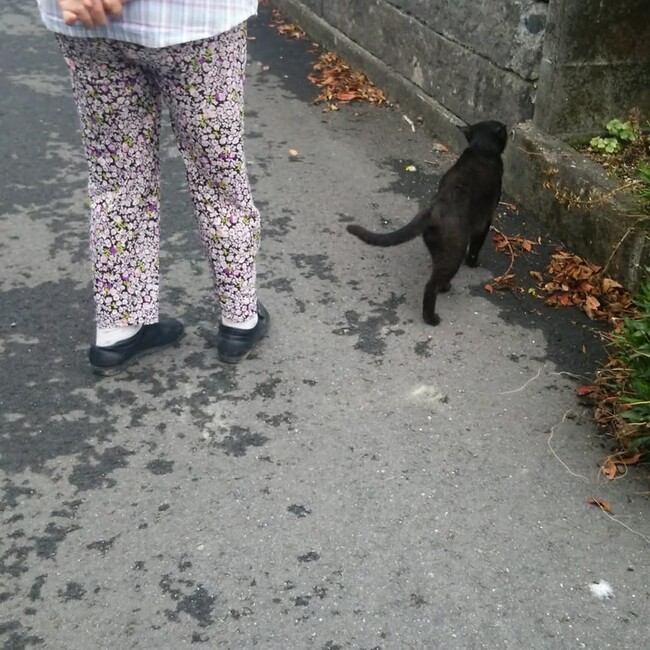 八代ニャンズ助け隊のカバー写真