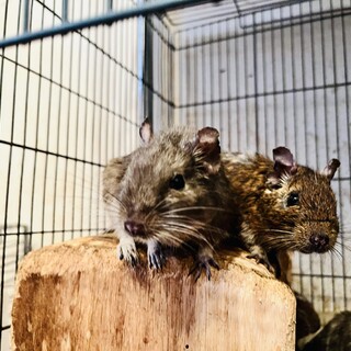 デグー、オスメスの里親募集です。