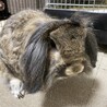 ドワーフロップイヤー　メス　４歳　避妊手術済