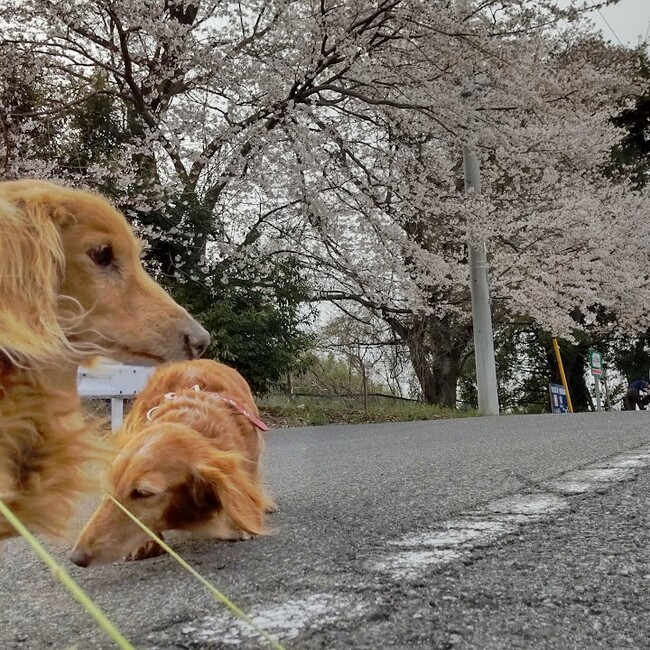 腹黒ジャッカルのカバー写真