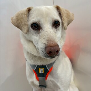 優しい男の子レンガくん