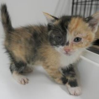 幼い子猫の兄妹が収容されました。