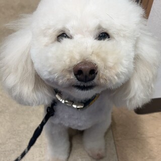 くるくるヘアーの甘えん坊　シロ君　トイプードル