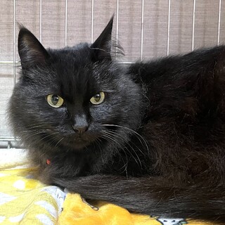 長毛黒猫ララちゃん8歳避妊済み