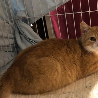 エイズキャリアの甘えん坊♡