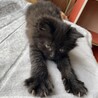 【里親決定】雑種 グレー メス ⑥ 生後2ヶ月 サムネイル3