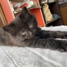 【里親決定】雑種 グレー メス ⑥ 生後2ヶ月 サムネイル4