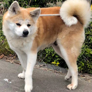 優しく穏やかな秋田犬