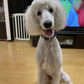 里親募集しています