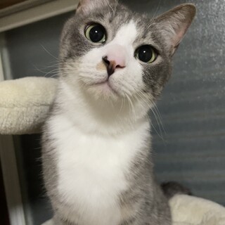 穏やか優しいサバ白 お兄ちゃん