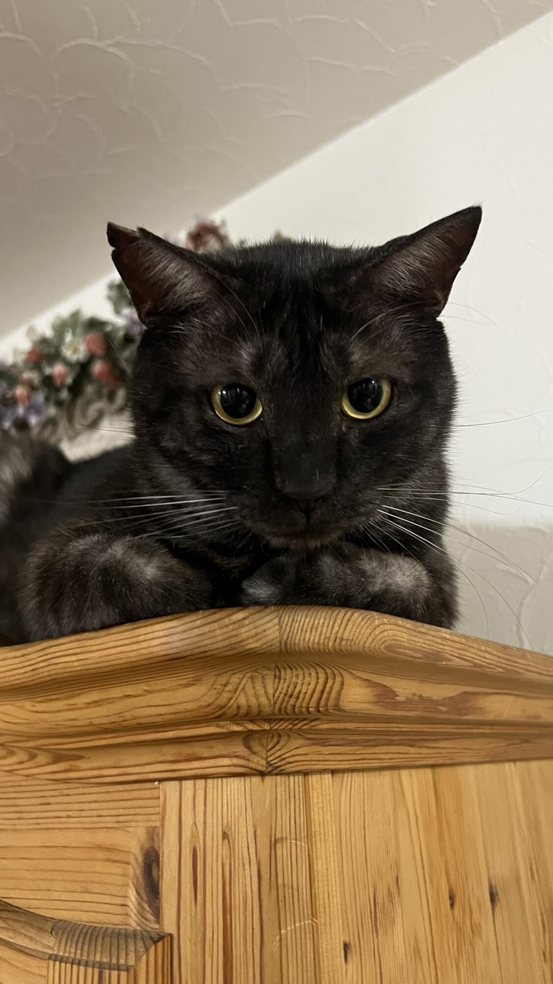 チャオチャオちゃ男くん サムネイル1