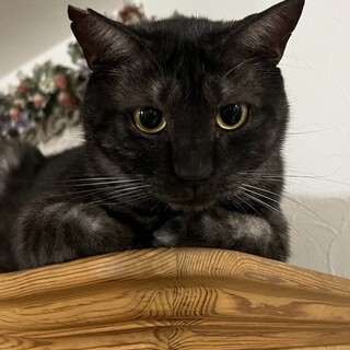 チャオチャオちゃ男くん