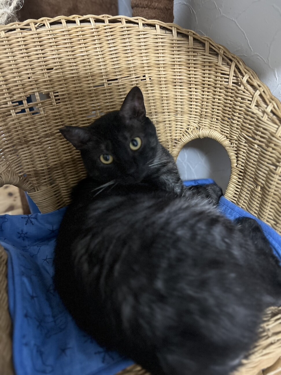 チャオチャオちゃ男くん サムネイル2