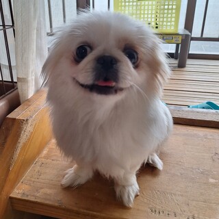 ペキニーズのルルちゃん女の子２才