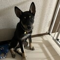 野犬の仔犬保護犬メロン