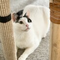 奄美から来ました✨猫大好き！正統派イケメンのケイト