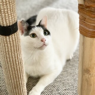 奄美から来ました✨猫大好き！正統派イケメンのケイト