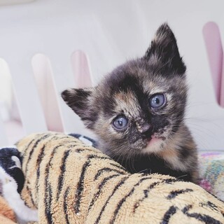 つぶらな瞳の甘えん坊サビベビーちゃん！