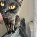 わんぱく黒猫