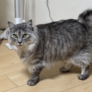 ふわふわ甘えん坊ボーイ