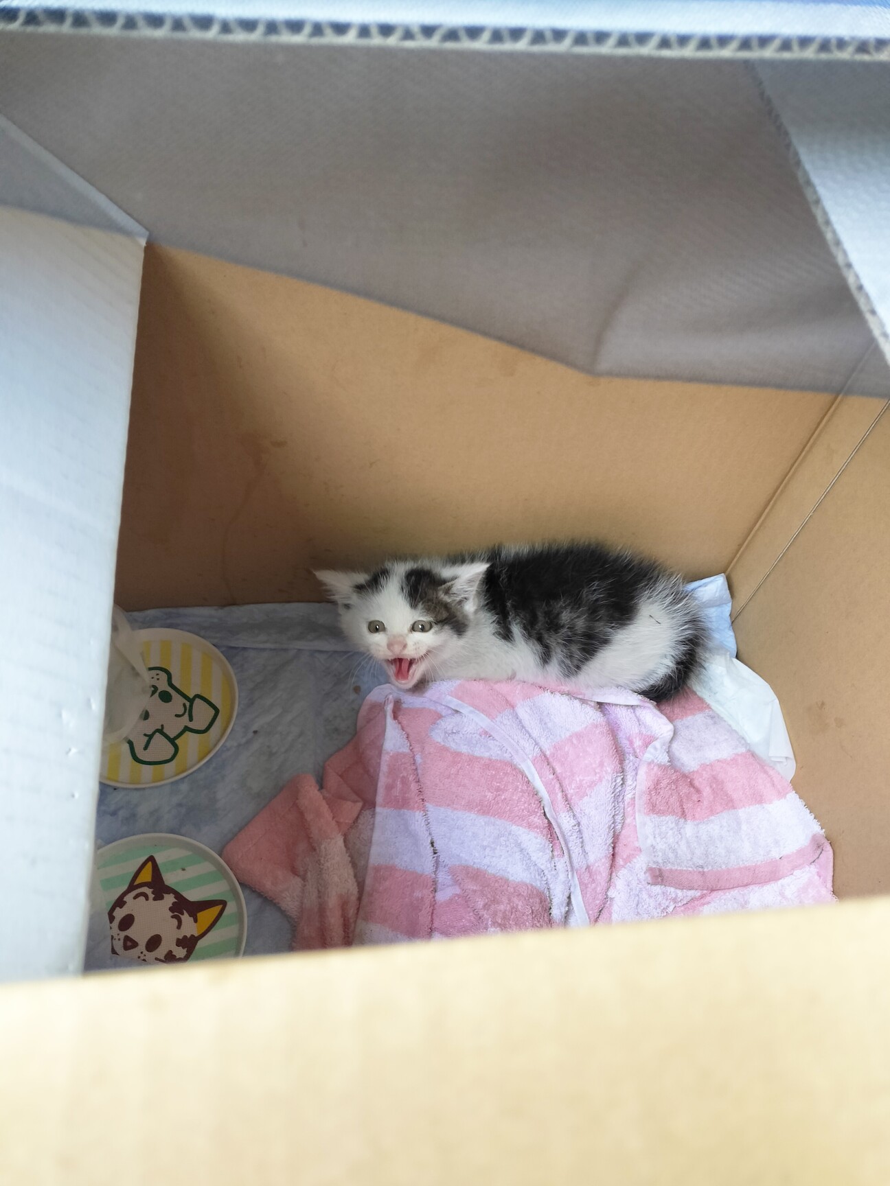 ４・茨城県・保護猫ファミリー・羅皇ザ・スイート 先行予約 6月中旬から順次配送】すいか 羅皇 ザ・スイート 2L（1玉入り