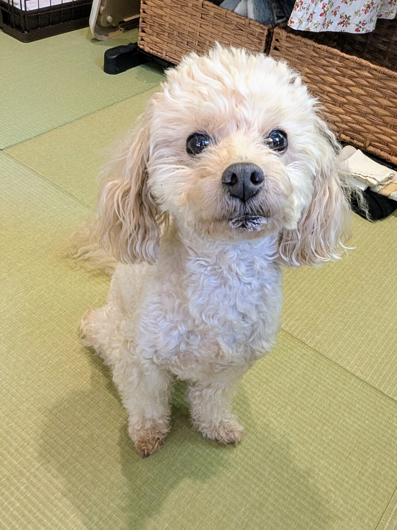 (ΦωΦ)ぷっくりほっぺ♥にゃ~おん♥里親様募集・限定♥猫 1818555.jpg
