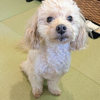 11歳でも元気な犬を家族に迎えてください