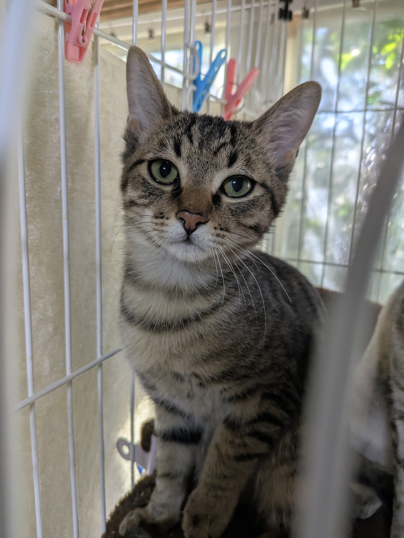 猫の親子　猫の親子の絆を表現　本物　シルクスクリーン 1_5e691812fe4358e91681885c33c5